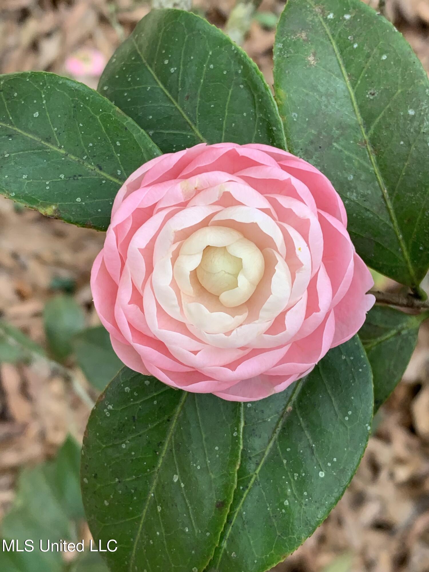 17336 Old River Road Vancleave, MS 39565 - Photo 69 of 71 pink white camilla