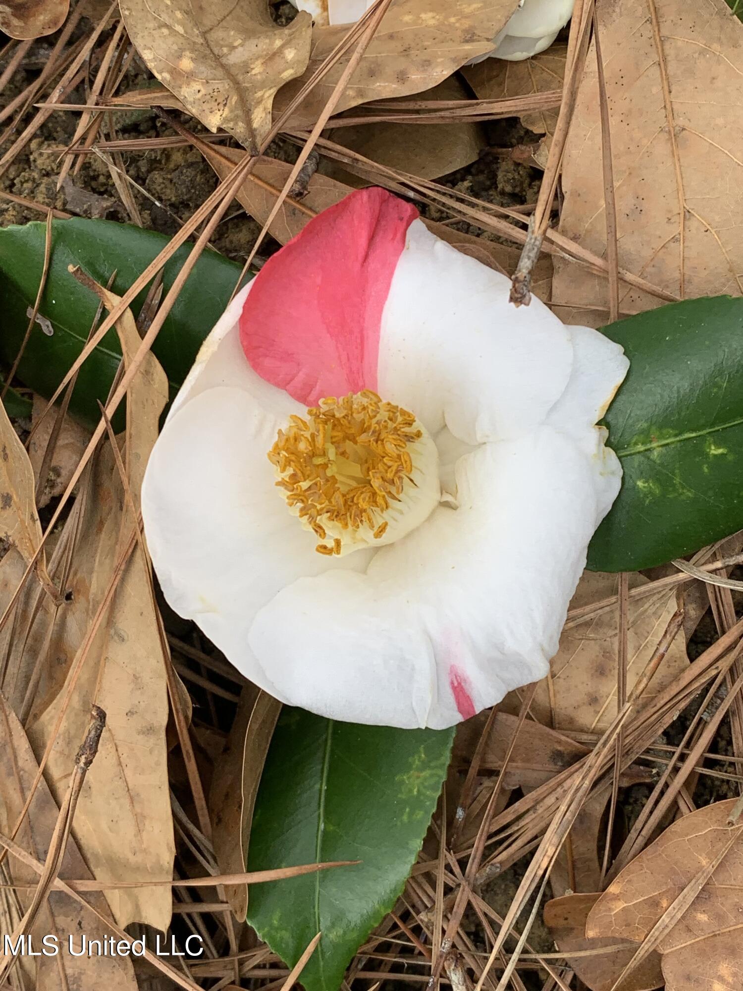17336 Old River Road Vancleave, MS 39565 - Photo 70 of 71 white with pink camilla