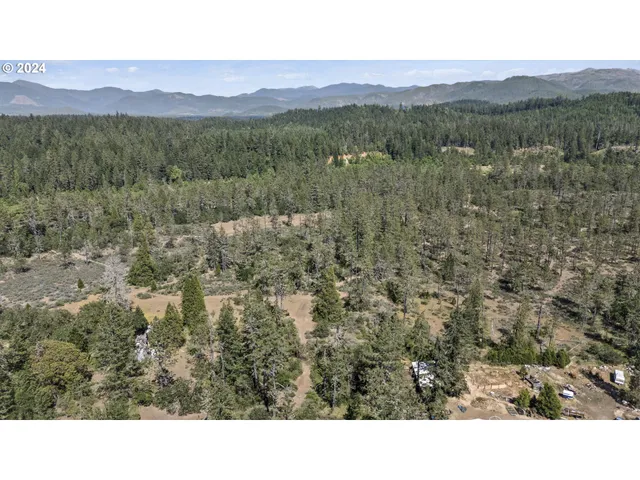 a black and white photo of a forest