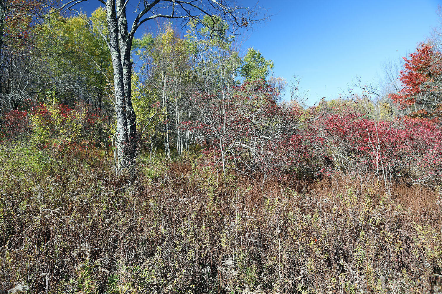 0 Bush Road Equinunk, PA 18417 - Photo 13 of 48 314A3184