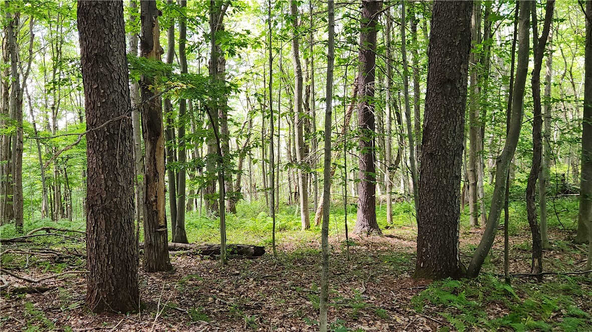 351 Clancy Road Greenwood, NY 14806 - Photo 43 of 50 Gallery Image 43