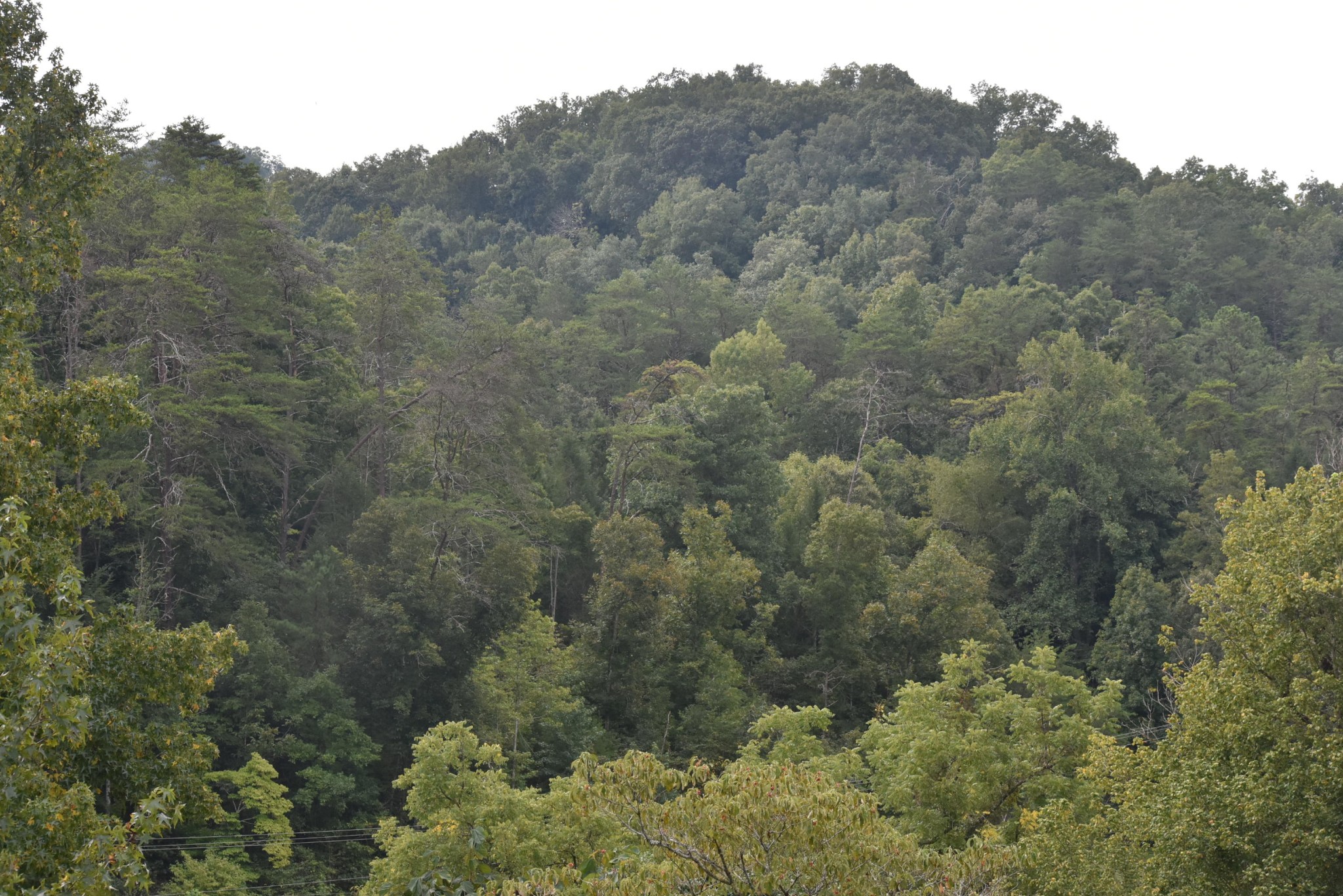 1618 Dixon Branch Road Sevierville, TN 37876 - Photo 11 of 19 Gallery Image 11