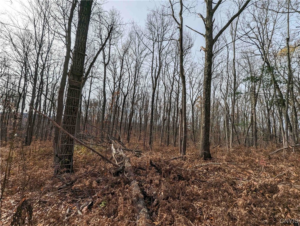 0 Wolf Run Road Campbell, NY 14821 - Photo 12 of 26