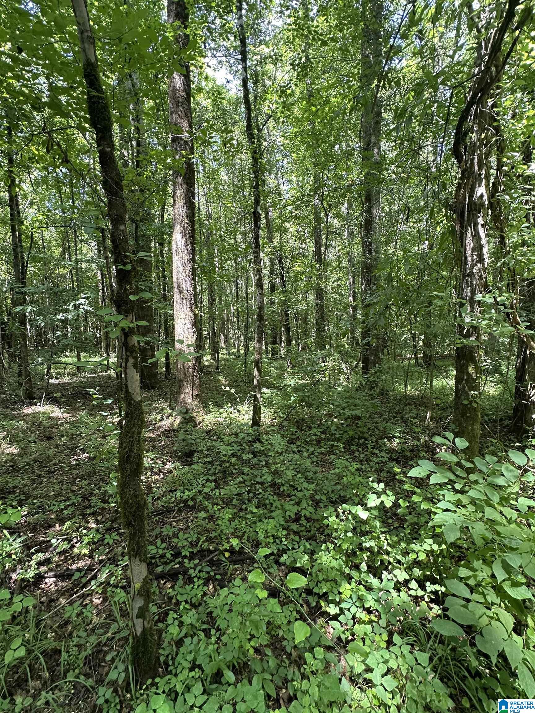 246 County Road, Unit 91 Five Points, AL 36855 - Photo 2 of 8