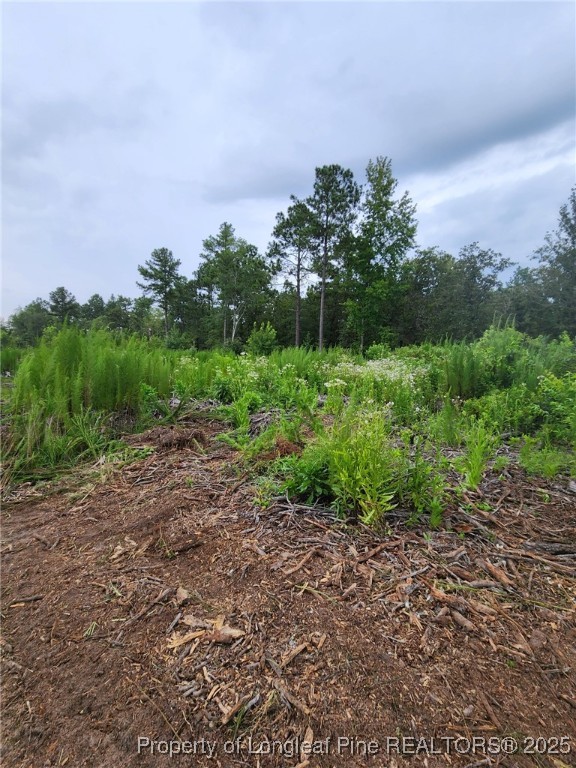 0 Terry Drive Marston, NC 28363 - Photo 4 of 4