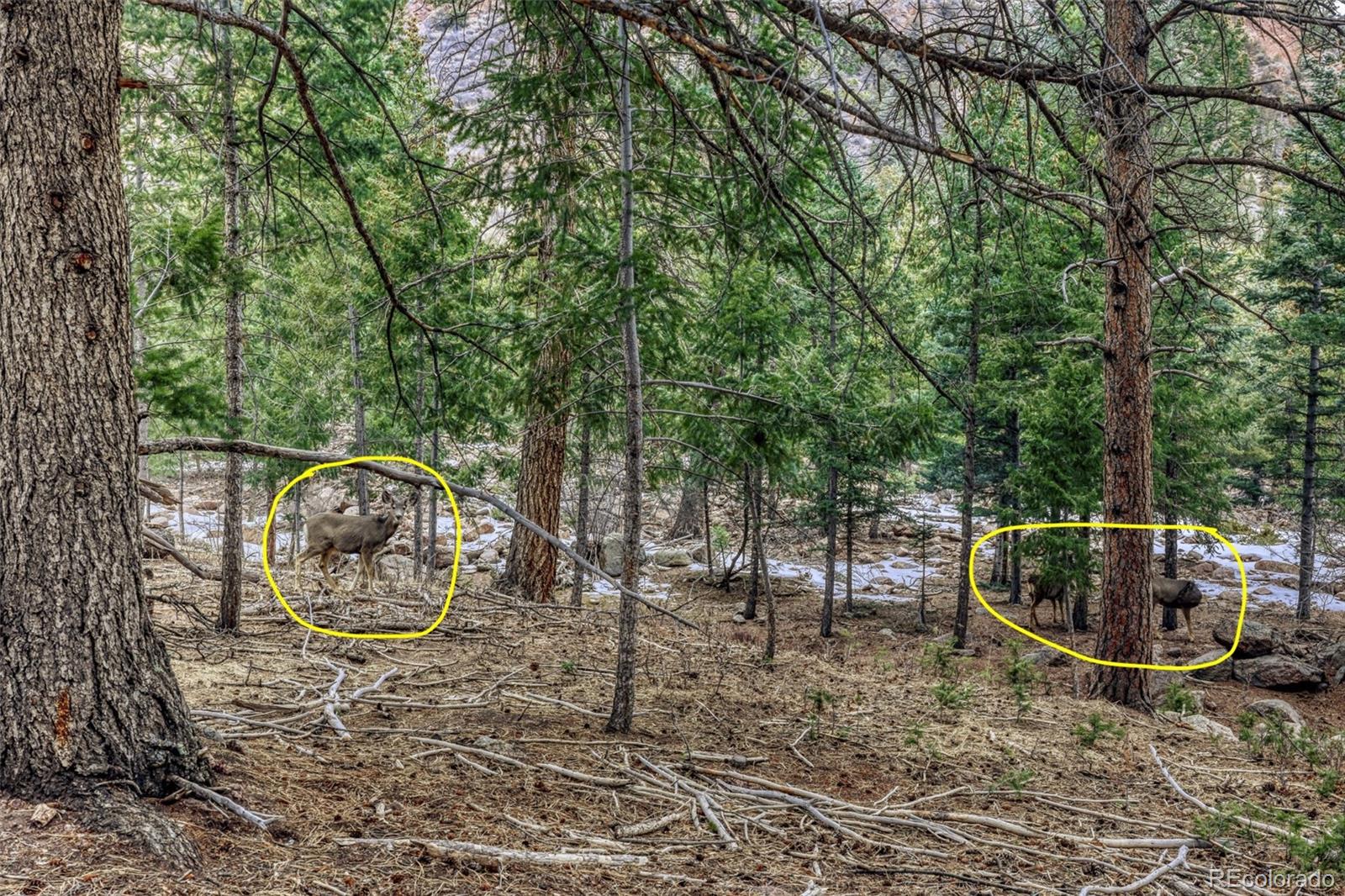 Rock Ridge Road Palmer Lake, CO 80133 - Photo 2 of 23 Gallery Image 2