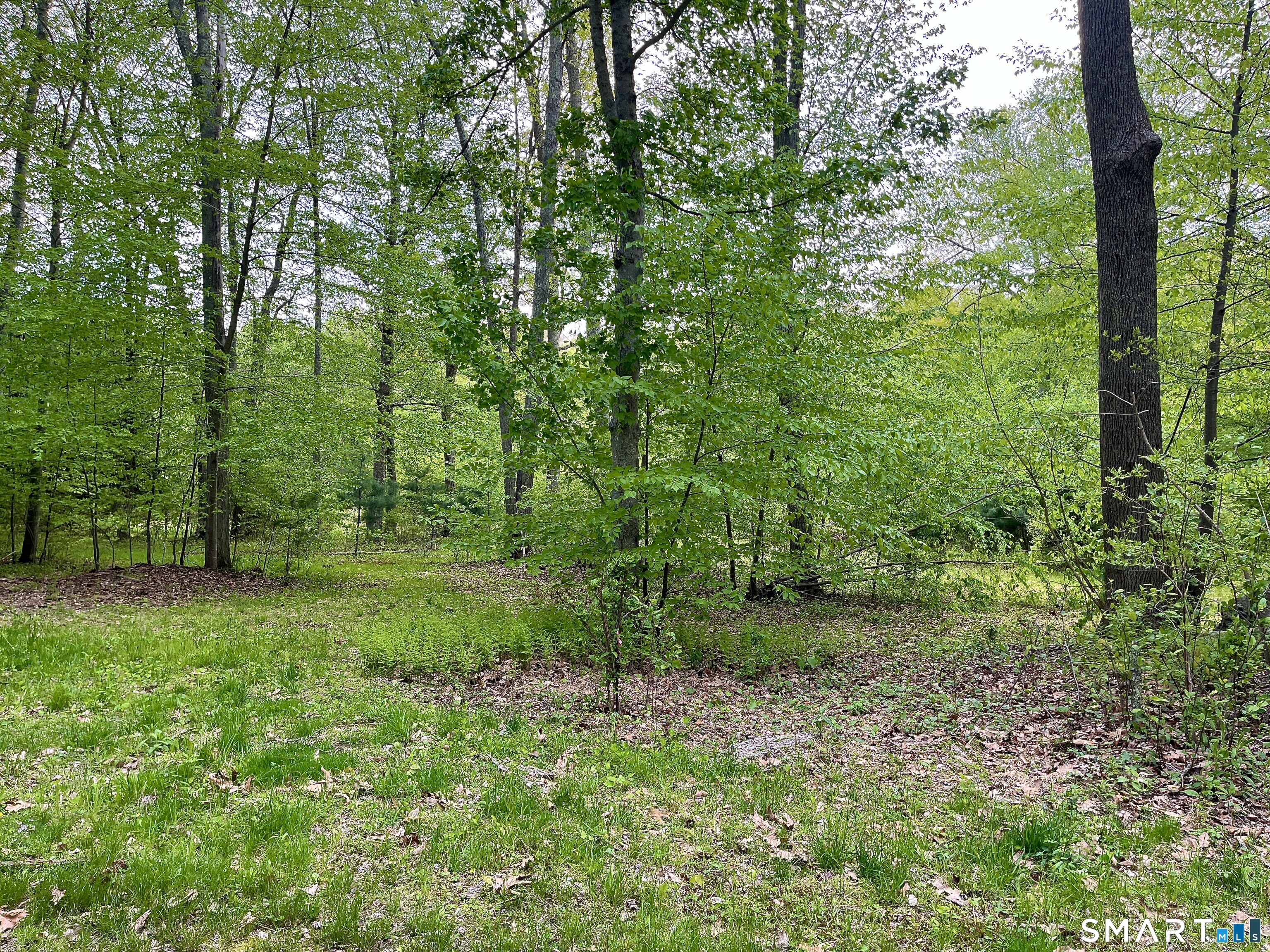 Meadow Brook Road Amston, CT 06231 - Photo 7 of 14 a view of a lush green forest