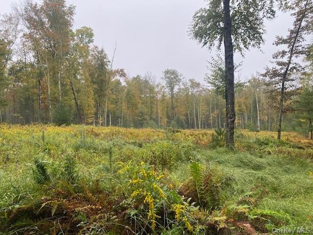 Lot #2 Old Forestburgh Road Sparrowbush, NY 12780 - Photo 17 of 17 a large tree covered with tall trees