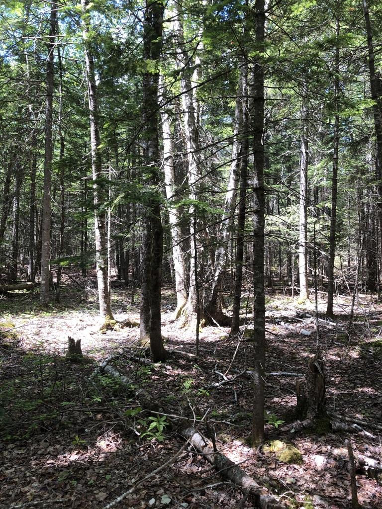 Tbd East River Road Pembroke, ME 04666 - Photo 6 of 17 Mature forest