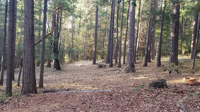 a view of a forest with trees