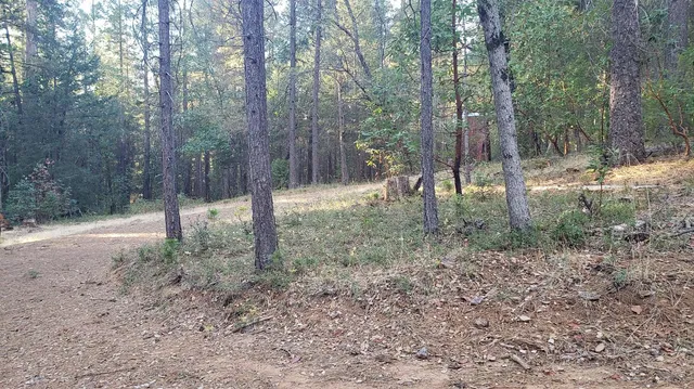 a view of a forest with trees in the background