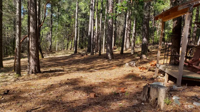 a view of a yard with large trees
