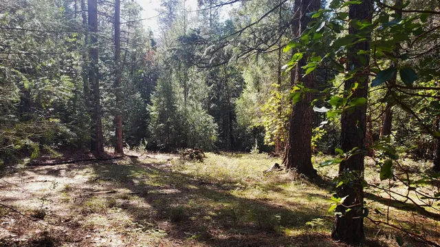a view of a snow in between the two trees