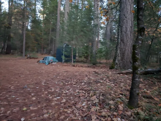 a view of a forest with trees