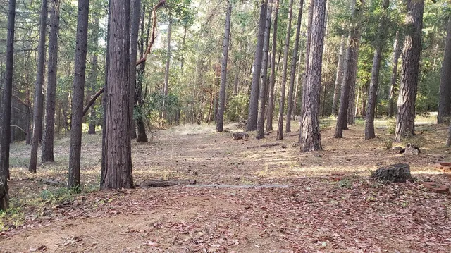 a view of a yard with trees