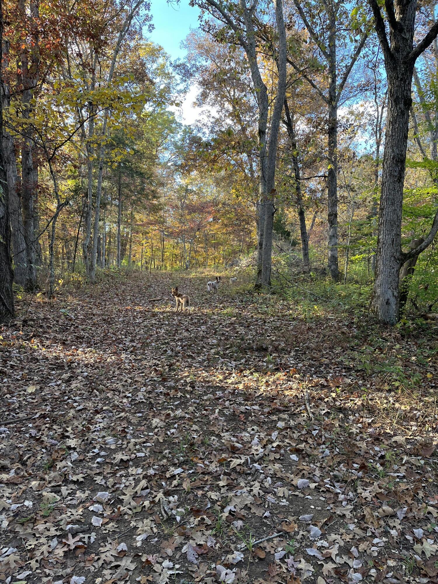 885 Log Lick Road Winchester, KY 40391 - Photo 21 of 39 IMG_0311