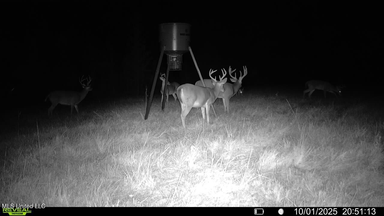 Raymond Road Jackson, MS 39212 - Photo 3 of 86 Deer2