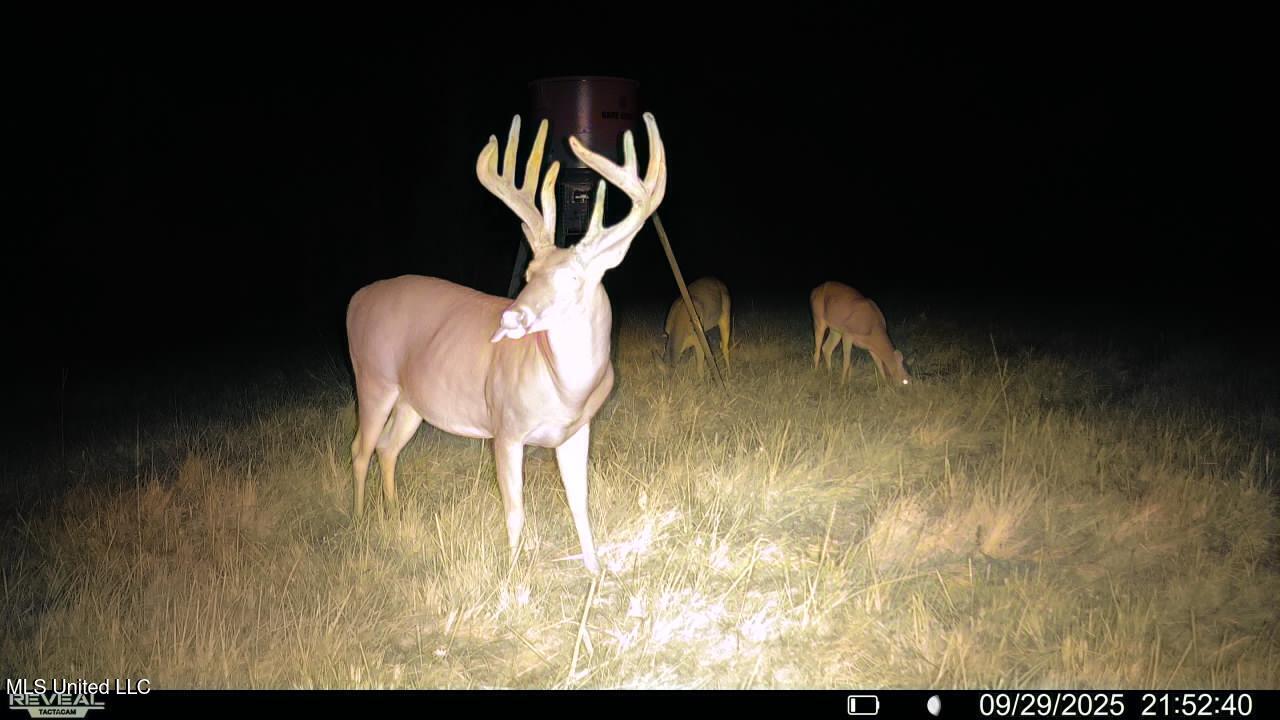 Raymond Road Jackson, MS 39212 - Photo 86 of 86 Deer1