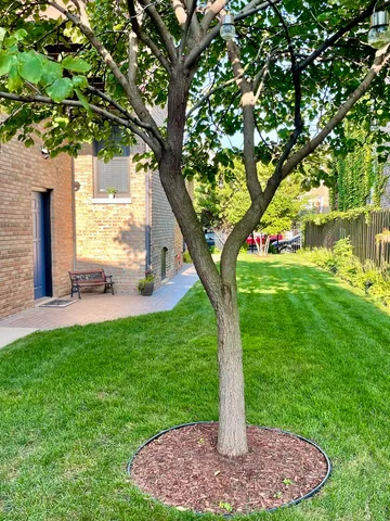 a view of a backyard with large trees