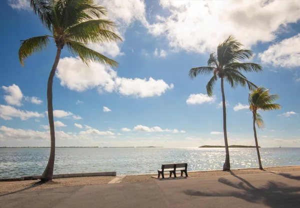 a row of palm trees and a swimming pool with a lawn chairs under palm trees
