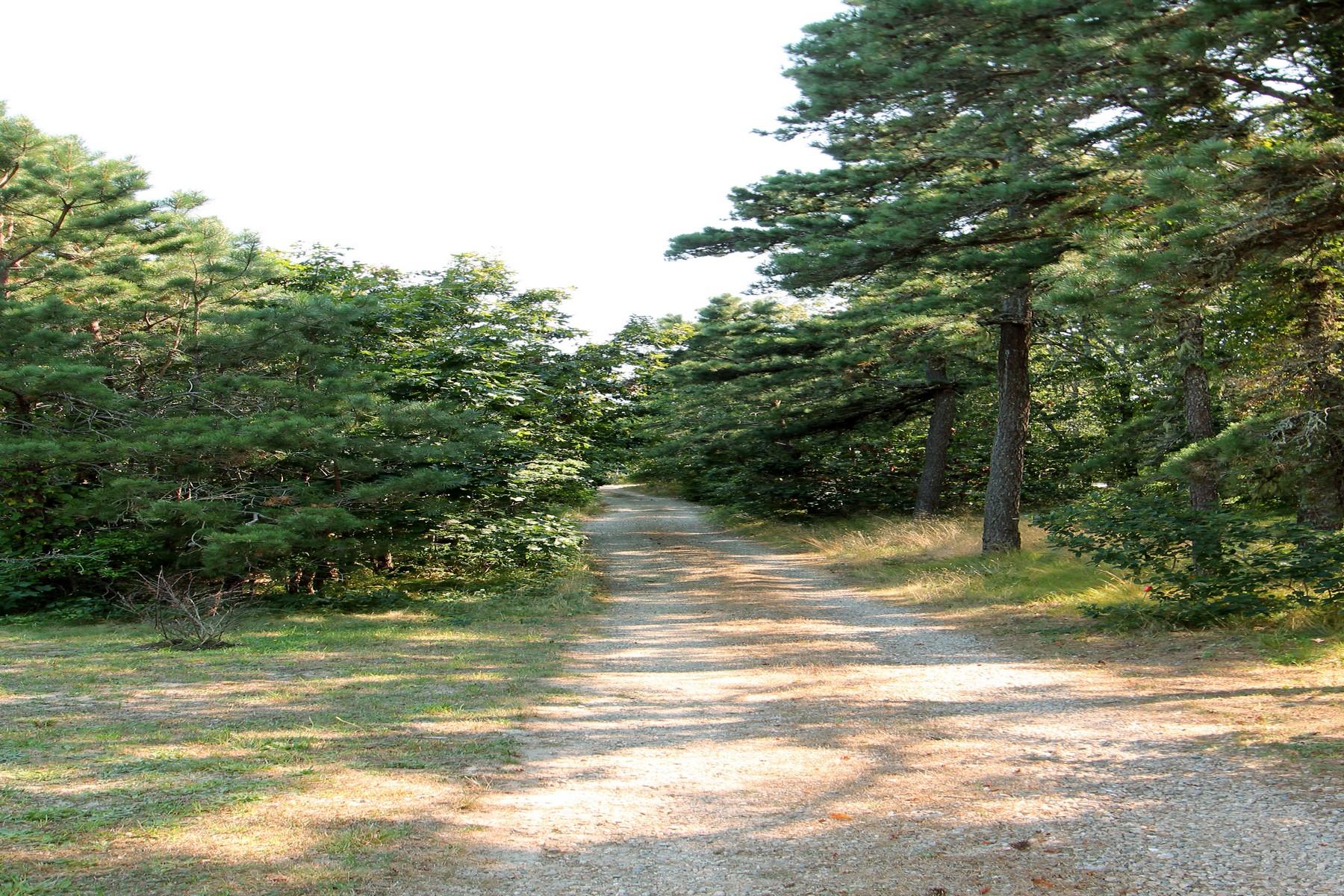 20 South Chatham Road Harwich, MA 02645 - Photo 3 of 35 a view of a yard with a tree