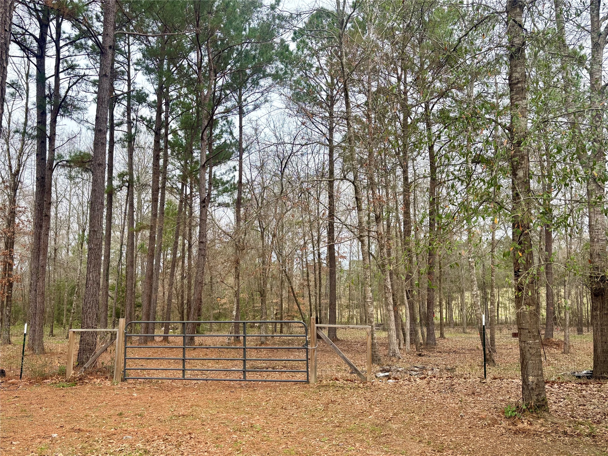 1580 Farm To Market 1745 Colmesneil, TX 75938 - Photo 32 of 36 a backyard of a house with lots of trees