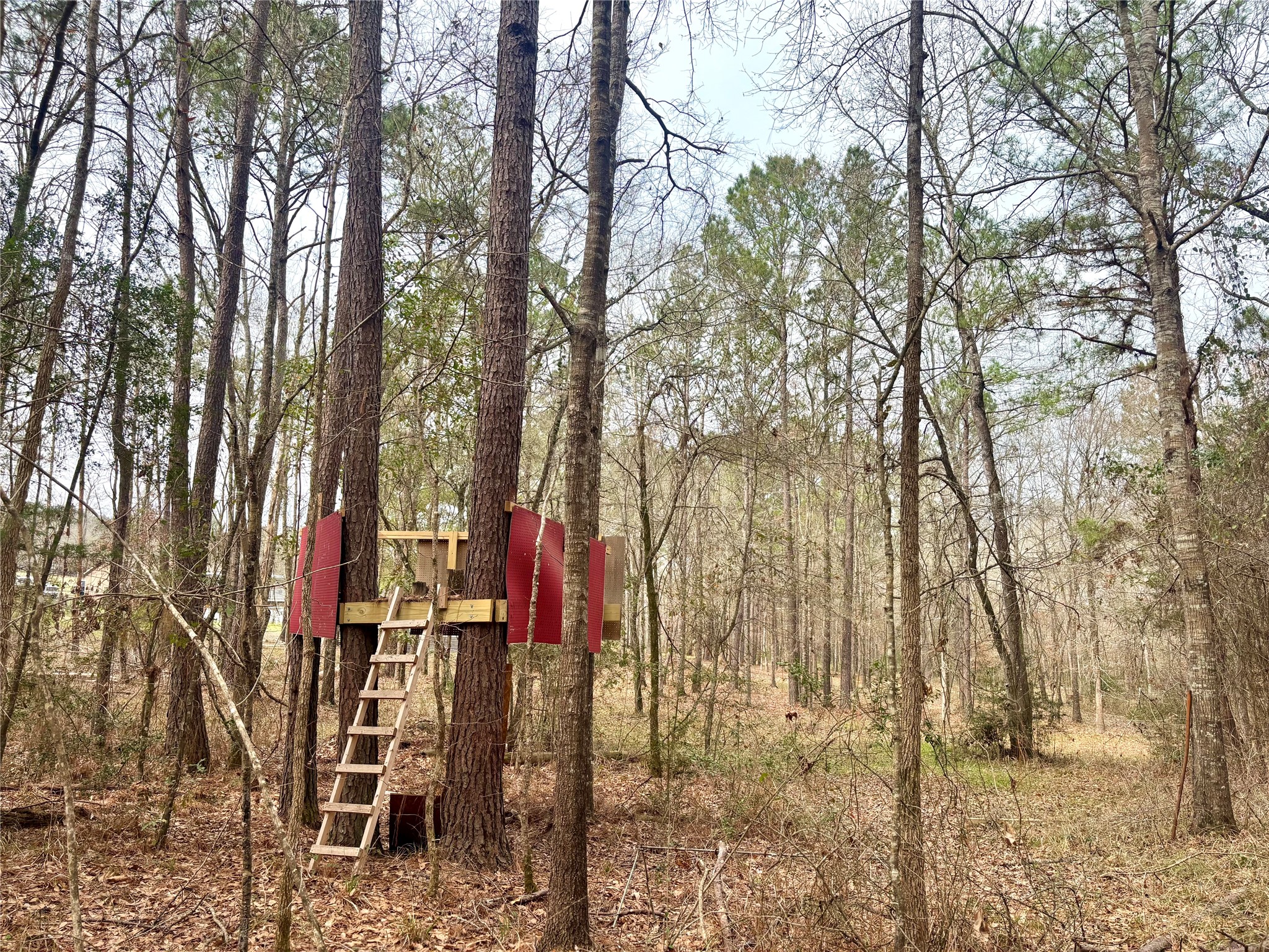 1580 Farm To Market 1745 Colmesneil, TX 75938 - Photo 34 of 36 a view of outdoor space with lots of tall trees
