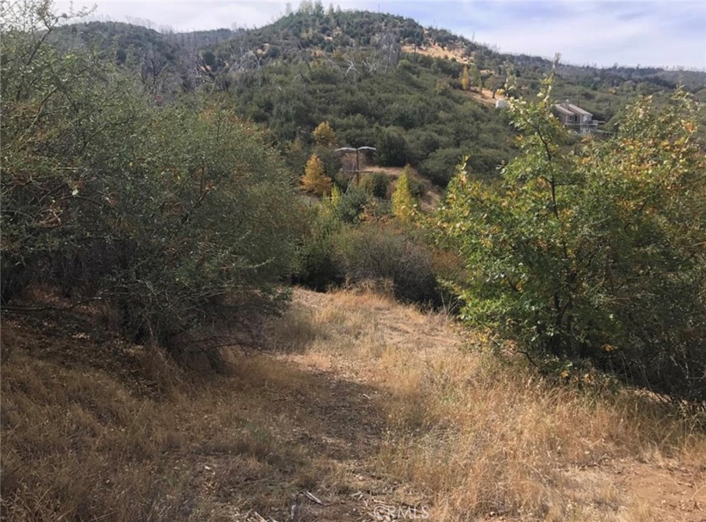 a view of a forest with mountains in the background