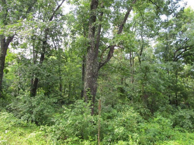 0 East Copeland Road Walnut Hill, IL 62893 - Photo 1 of 11
