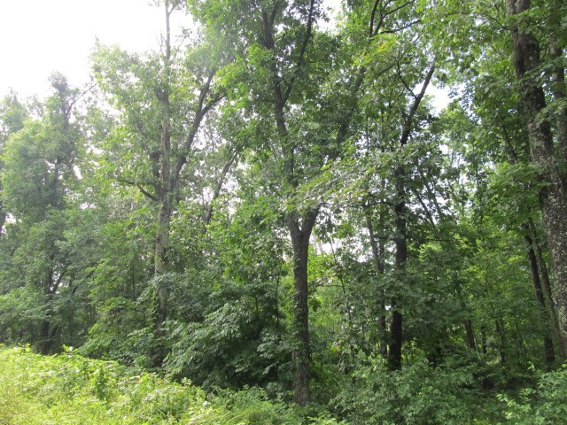 0 East Copeland Road Walnut Hill, IL 62893 - Photo 4 of 11