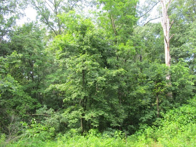 0 East Copeland Road Walnut Hill, IL 62893 - Photo 10 of 11