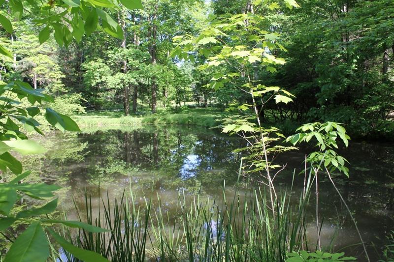 461 Jefferson School Road Ligonier, PA 15658 - Photo 7 of 25 Another close up view of the pond.