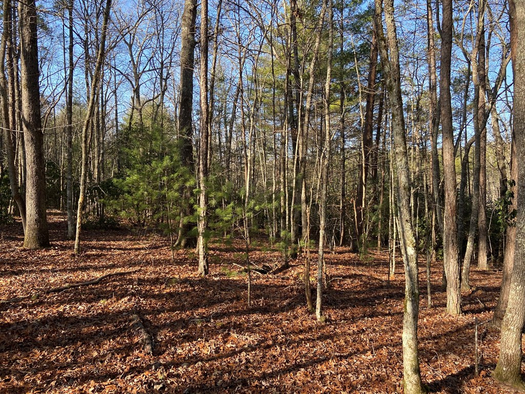50-acres Dickey Road Murphy, NC 28906 - Photo 5 of 17 Gallery Image 5