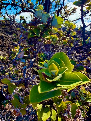 $17,000 | 3 Lot Ocean View, Ocean View, HI 96704