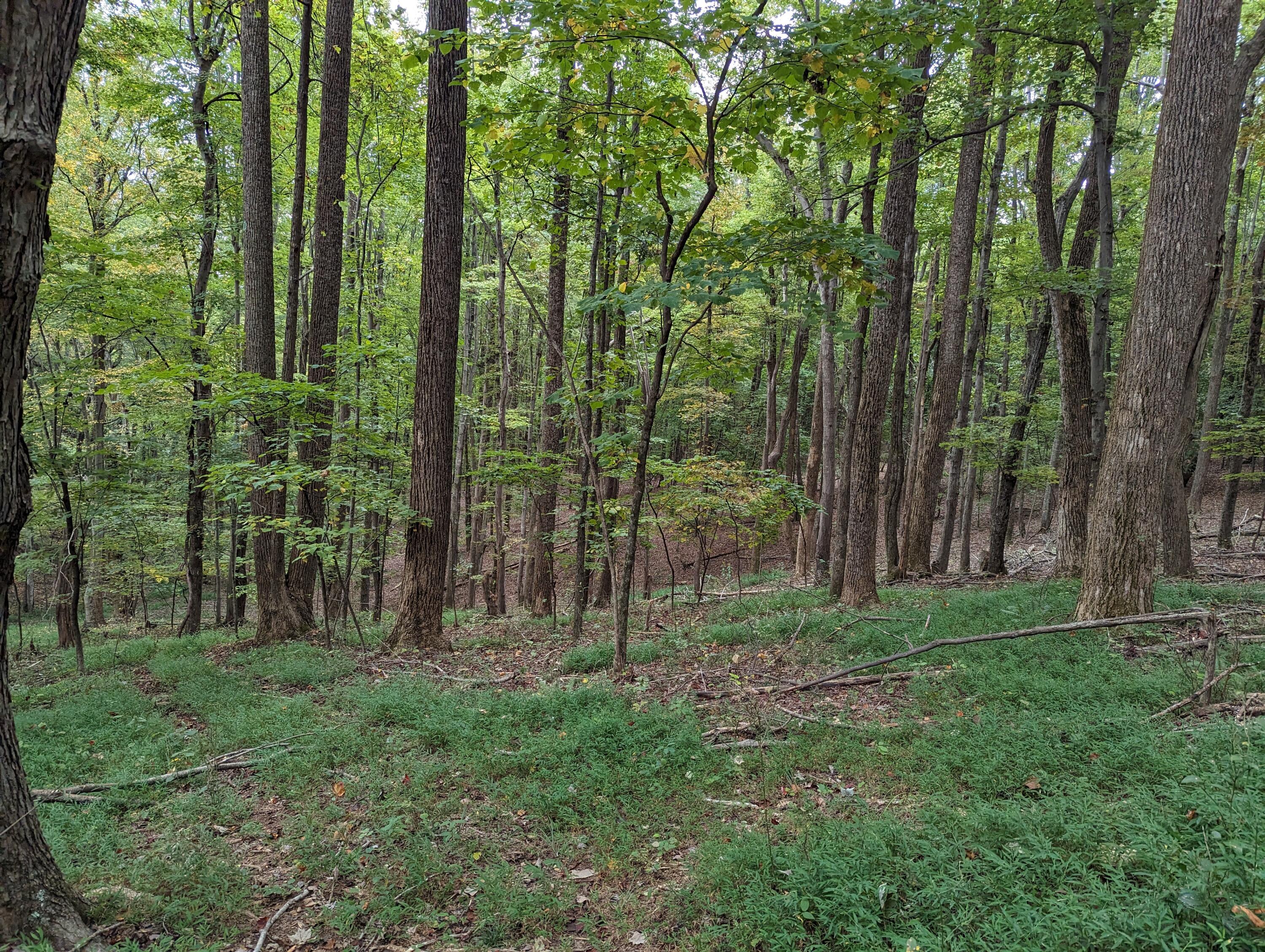 4715 Providence Church Road Ferrum, VA 24088 - Photo 46 of 46 a view of outdoor space and green space