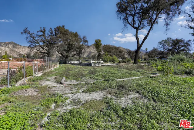 a view of a tree in a yard