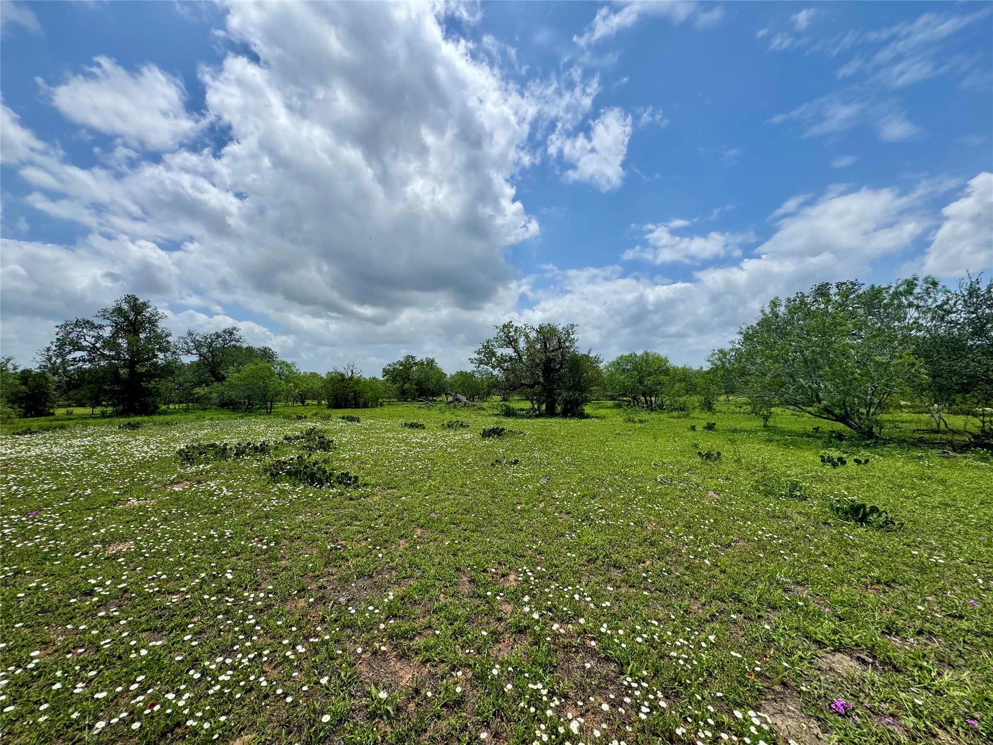 0 Batey Road Nixon, TX 78140 - Photo 9 of 13 a view of a green field with plants and large trees