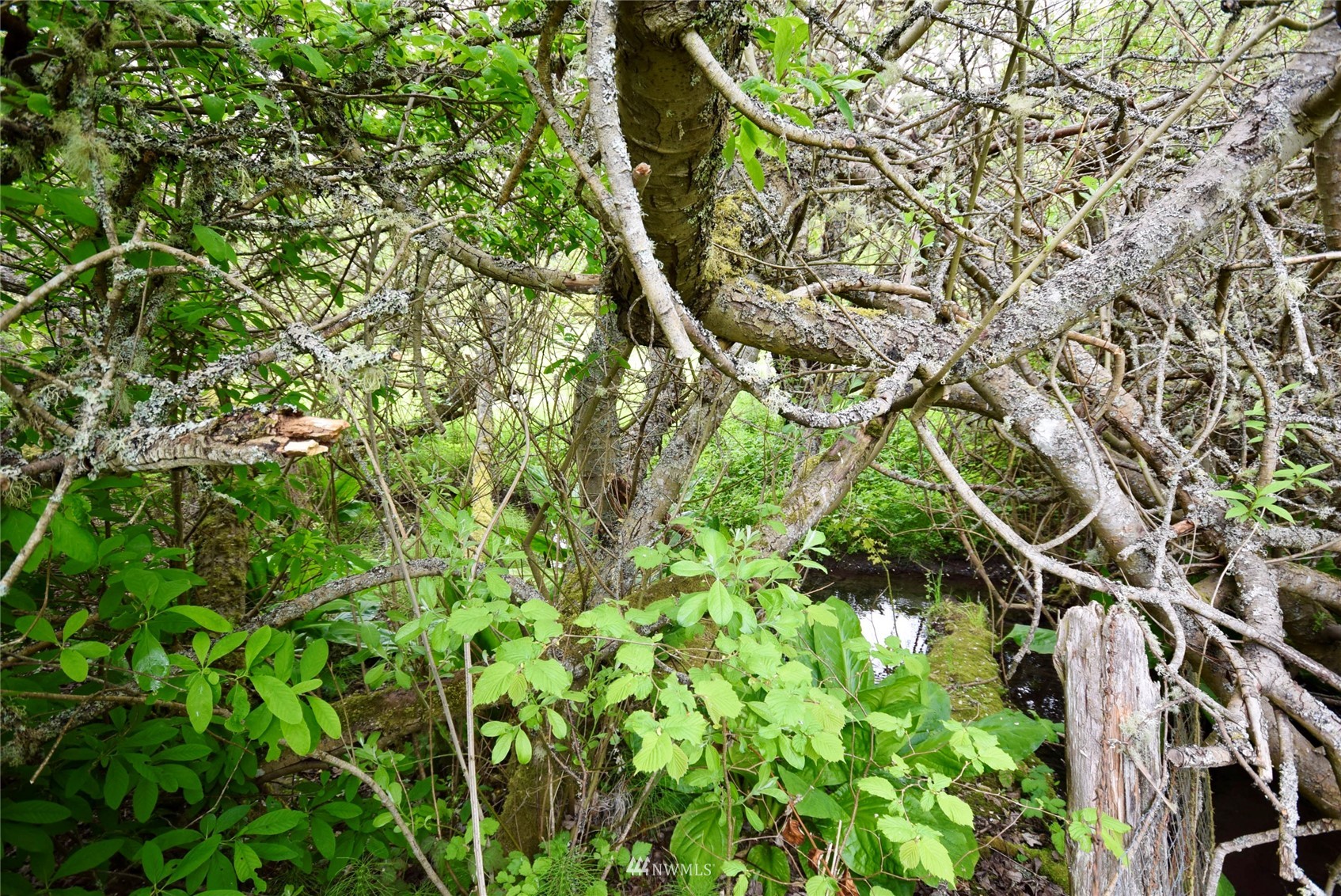 21 Clary Lane Sequim, WA 98382 - Photo 24 of 29 a backyard of a house with lots of green space