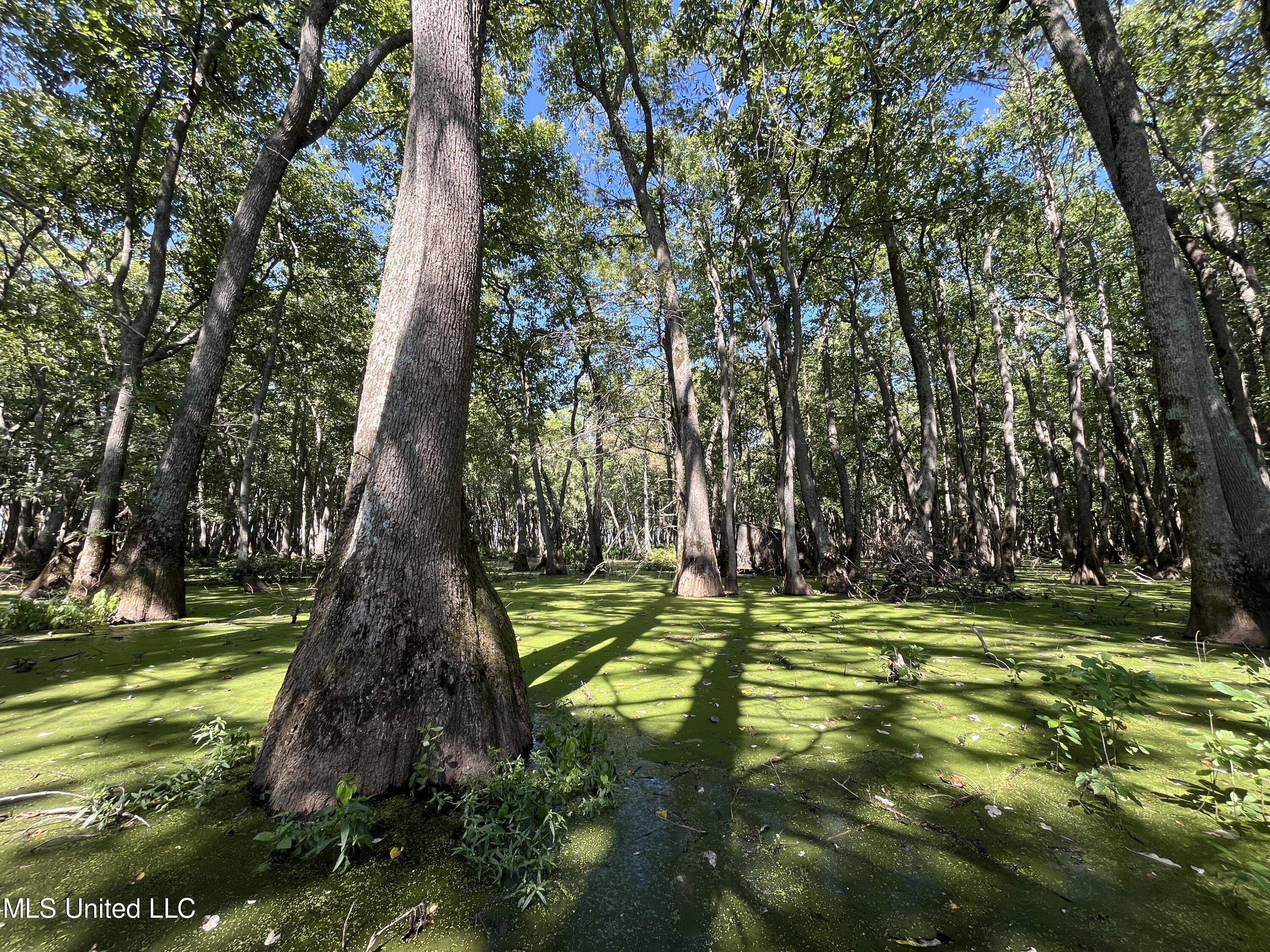 516 County Road Schlater, MS 38952 - Photo 12 of 17 IMG_7834