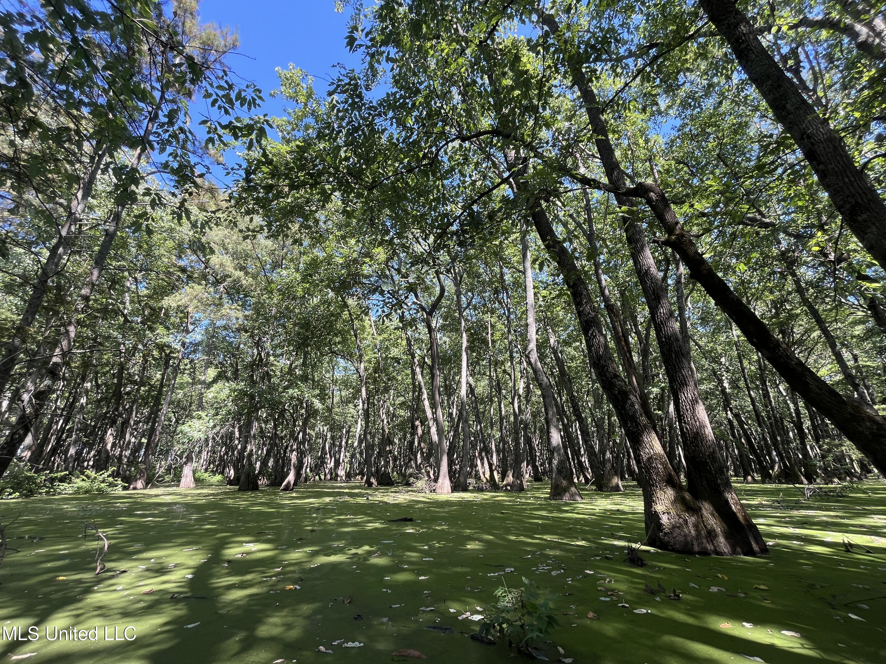 516 County Road Schlater, MS 38952 - Photo 16 of 17 IMG_7842