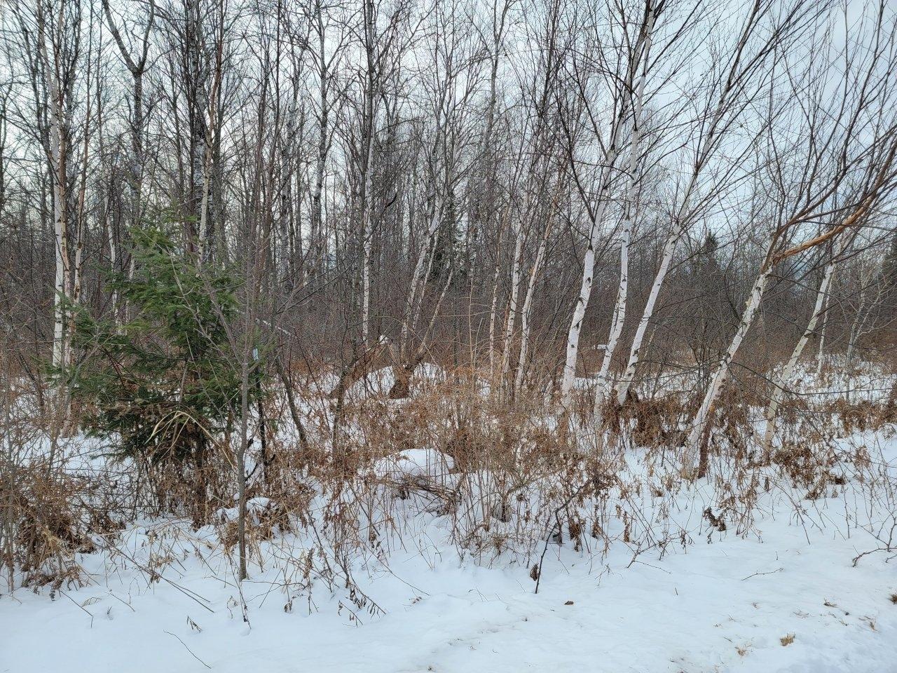 Off North Weirgor Road, Unit 5 ACRES Exeland, WI 54835 - Photo 1 of 10 Gallery Image 1