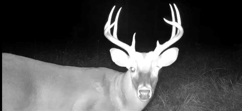 15488 Lake Ramsey Road Covington, LA 70435 - Photo 21 of 23