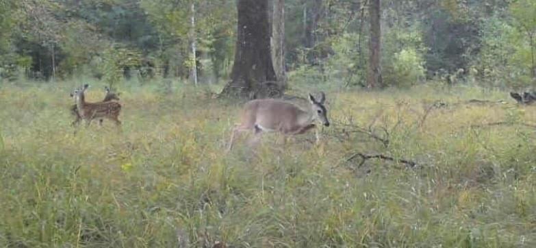 15488 Lake Ramsey Road Covington, LA 70435 - Photo 22 of 23