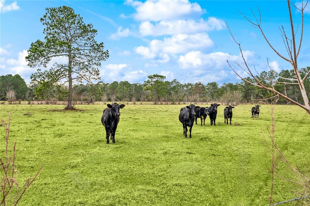 15488 Lake Ramsey Road Covington, LA 70435 - Photo 8 of 23