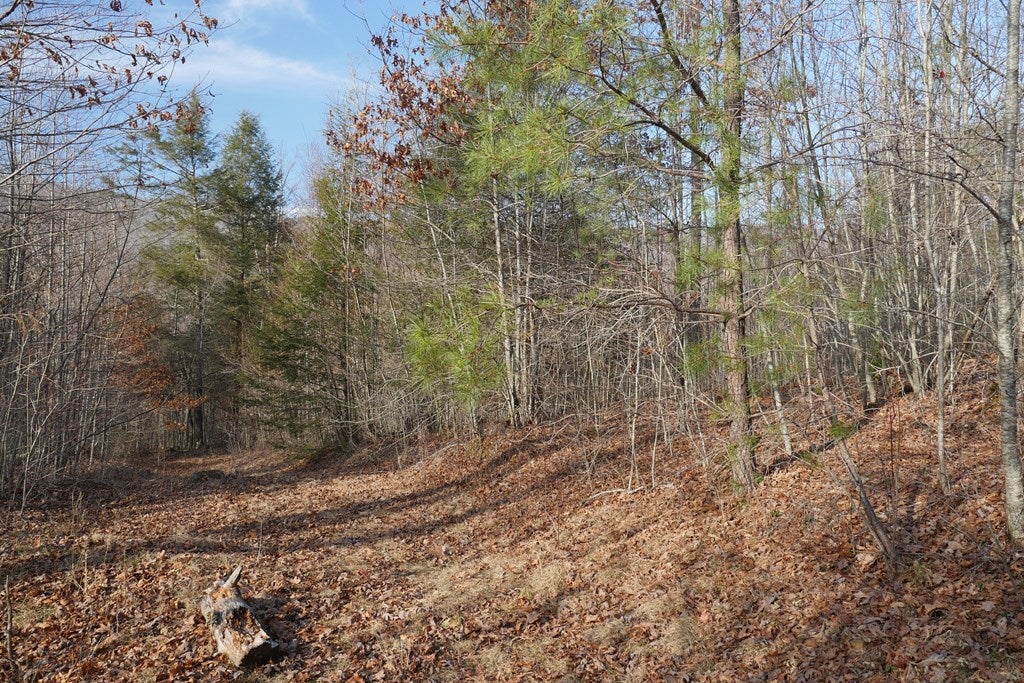 Tbd Poor Valley Road, Unit 118A9 Ceres, VA 24318 - Photo 22 of 38 Gallery Image 22