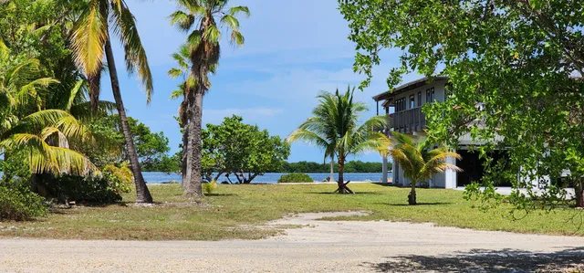 a view of a park with palm trees