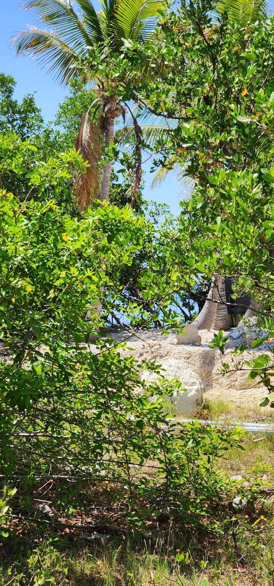 6 Coral Way Big Pine Key, FL 33043 - Photo 14 of 20 a view of a garden
