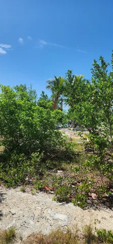 a view of a yard with plants and a building