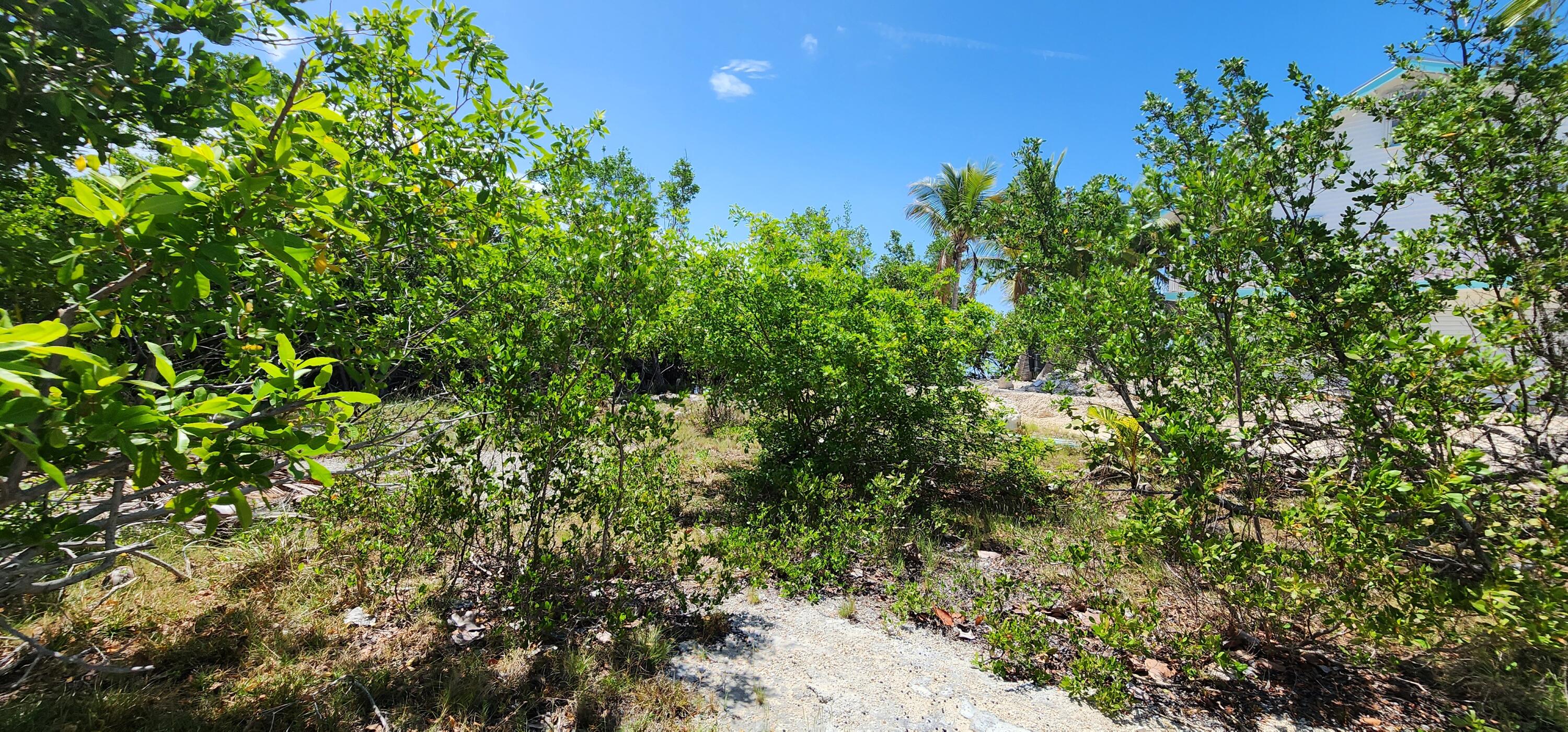 6 Coral Way Big Pine Key, FL 33043 - Photo 16 of 20 a view of a tree with a tree in front of it
