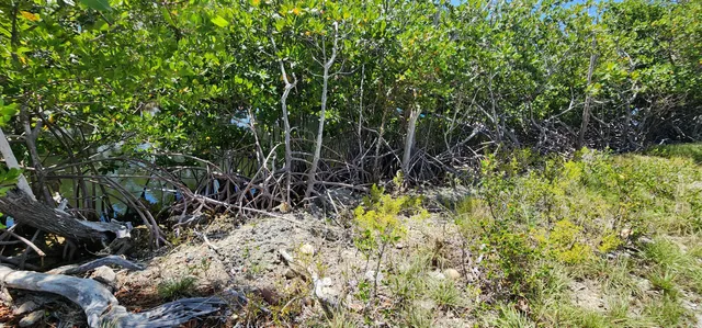 a view of a garden with plants